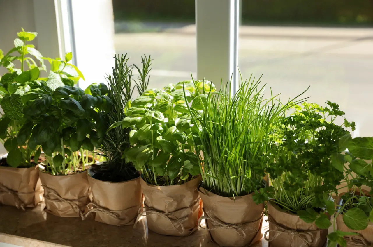 Fresh herbs on windowsill
