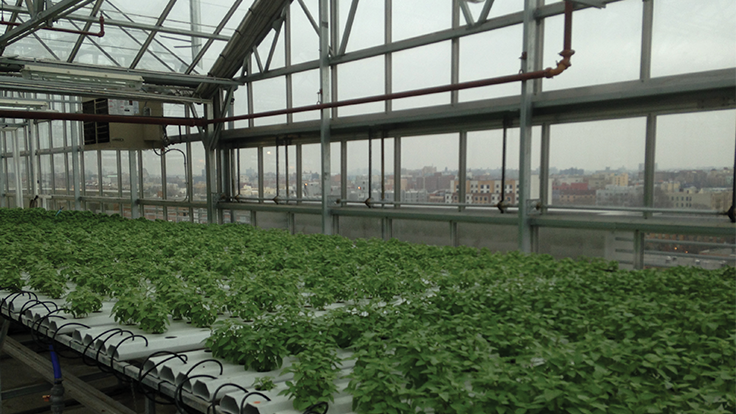 Urban rooftop greenhouse
