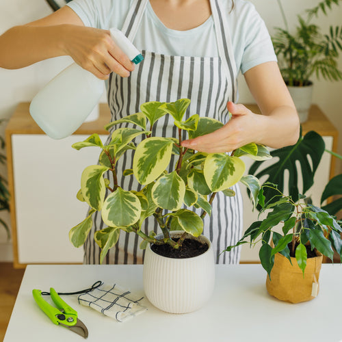 Spraying indoor plant for pest control