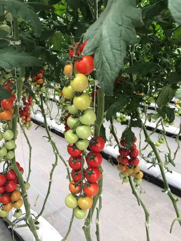 Ripe tomatoes in hydroponic system