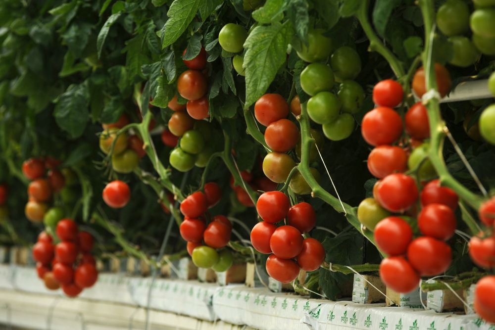 Balcony garden with vegetables